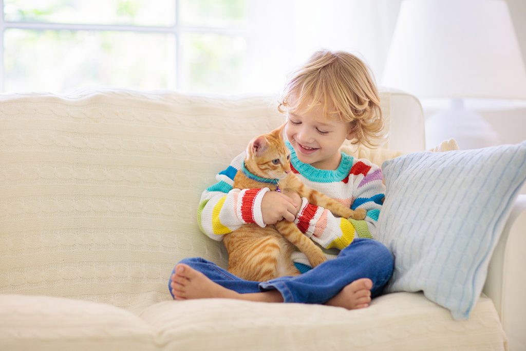 scratch proof sofa best couch material for dogs and cats