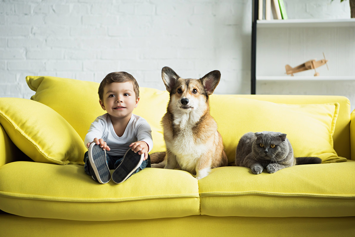 scratch proof sofa